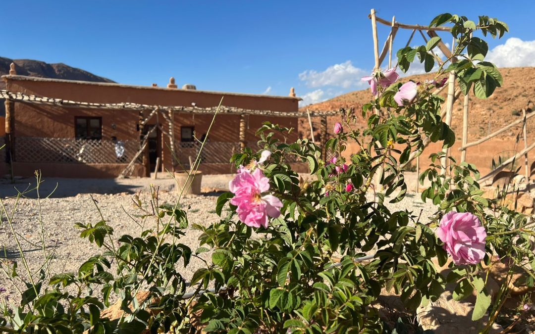 arbre-rose Derrière de la maison devant des fleurs roses