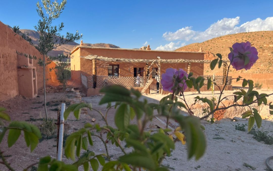 jardin Jardin de la maison avec un arbre violet devant